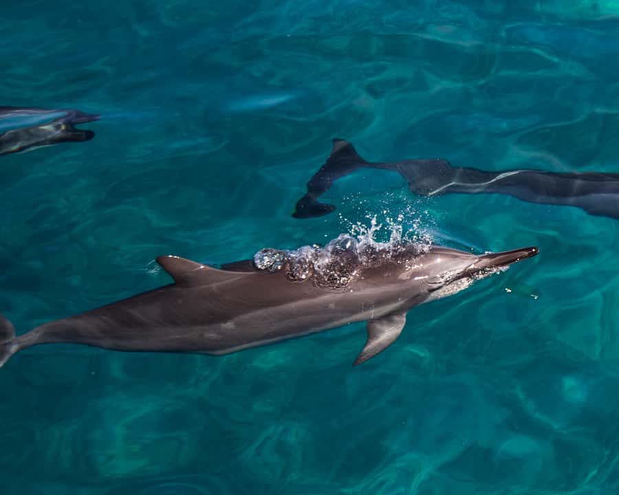 Oahu: Dolphin Watching & Turtle Snorkeling with Waterslide - What You Actually Get in 3 Hours: Dolphins, Turtles, Snorkel, and a 20-Foot Slide