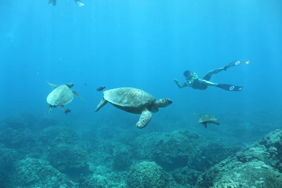 Oahu: Dolphin Watching & Turtle Snorkeling with Waterslide - Who This Oahu Tour Suits Best (and Who Should Rethink)