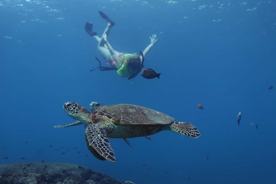 Oahu: Dolphin Watching & Turtle Snorkeling with Waterslide - Waianae Harbor Setup: Shuttle From Waikiki or Ko Olina, Plus Free Parking