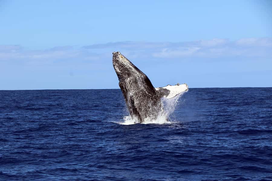 Oahu: Snorkeling & Dolphin Watch Cruise with Hawaiian Buffet - Bottom line: Should you book Ocean Joy Cruises’ Oahu snorkel and dolphin watch?
