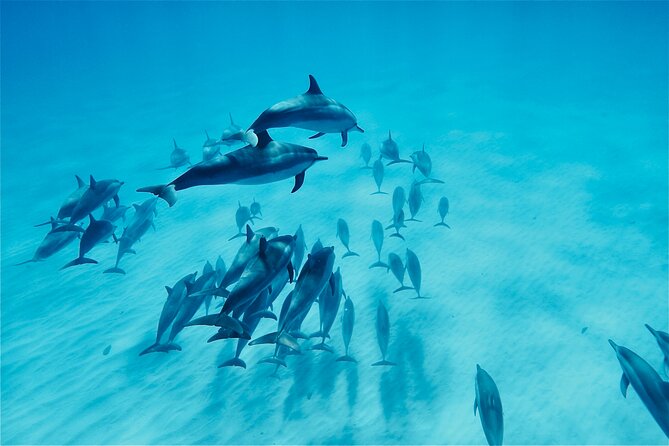 Oahu: Swim with Dolphins on the West Coast - Key Things I’d Watch For on This Oahu Dolphin Swim