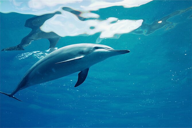 Oahu: Swim with Dolphins on the West Coast - Why This Oahu West Coast Tour Feels Different