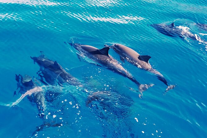 Oahu: Swim with Dolphins on the West Coast - The Catamaran Ride: 42 Seats, But It Feels Smaller