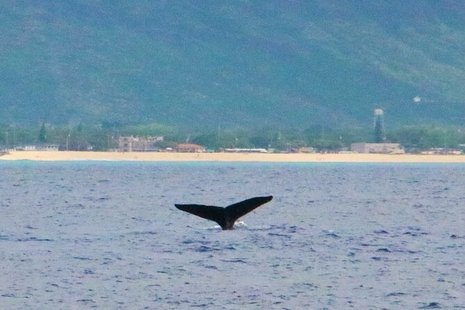 Oahu: Swim with Dolphins on the West Coast - Snorkeling for Sea Turtles, Fish, and Octopus