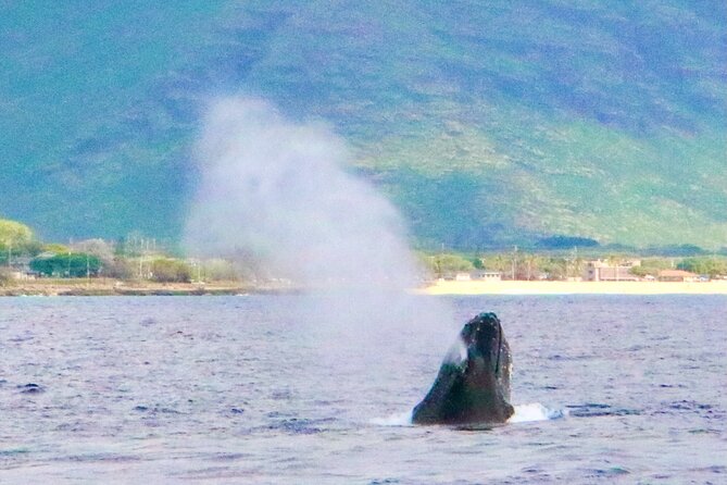 Oahu: Swim with Dolphins on the West Coast - Dolphin Encounters: What You Might See and How It Works