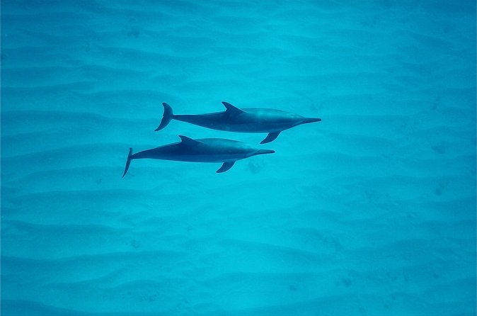 Oahu: Swim with Dolphins on the West Coast - Spinner Dolphins and the Marine Mammal Protection Rules