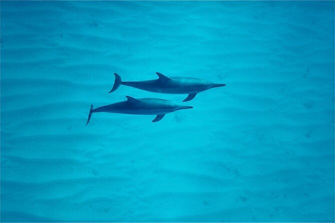 Oahu: Swim with Dolphins on the West Coast - Lunch Onboard: Kalua Pork, Sweet Potato, and Real Fuel