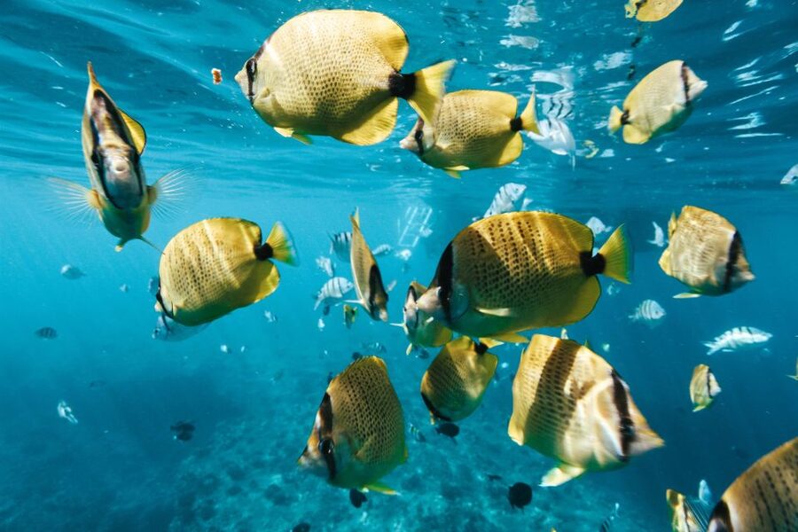 Oahu: Wild Dolphins Swim Turtle Snorkel Tour & Waterslide - Key things that make this tour worth your money
