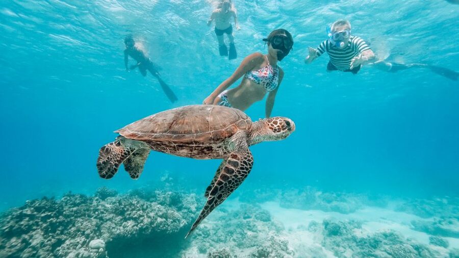 Oahu: Wild Dolphins Swim Turtle Snorkel Tour & Waterslide - Who This Tour Best Suits (and Who Should Think Twice)