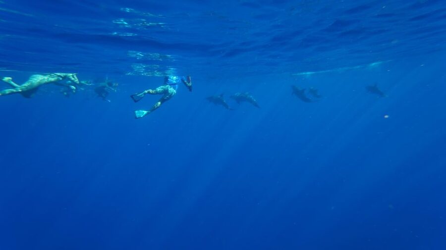 Oahu: Wild Dolphins Swim Turtle Snorkel Tour & Waterslide - Early-Morning Pickup and the Waianae Coast View
