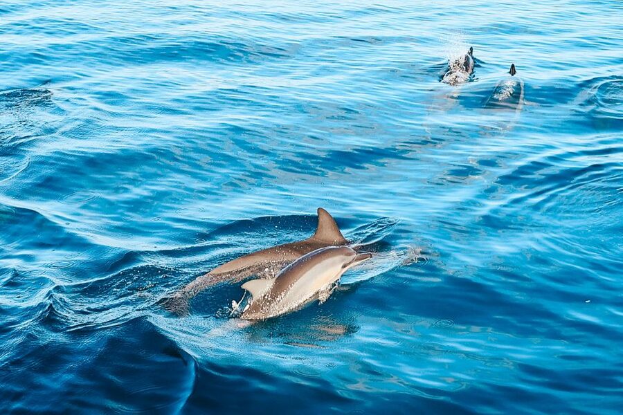 Oahu: Wild Dolphins Swim Turtle Snorkel Tour & Waterslide - Makaha Snorkel Beach: Turtles, Reef Fish, and Real Ocean Time