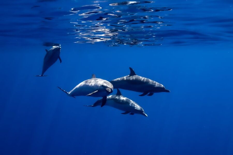 Oahu: Wild Dolphins Swim Turtle Snorkel Tour & Waterslide - Waterslide, SUP, Kayak, and the Floating Mat: Why This Tour Feels Like More Than One Activity