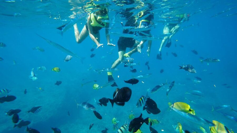 Oahu: Wild Dolphins Swim Turtle Snorkel Tour & Waterslide - What to Bring, What to Skip, and How to Prep for a Smooth Water Day