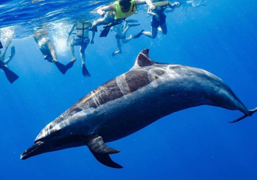 Oahu: Wild Dolphins Swim Turtle Snorkel Tour & Waterslide - Price and Value: Is $199 a Fair Deal?