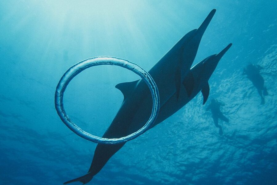 Oahu: Wild Dolphins Swim Turtle Snorkel Tour & Waterslide - Potential Snags: When Expectations and Ocean Reality Don’t Match