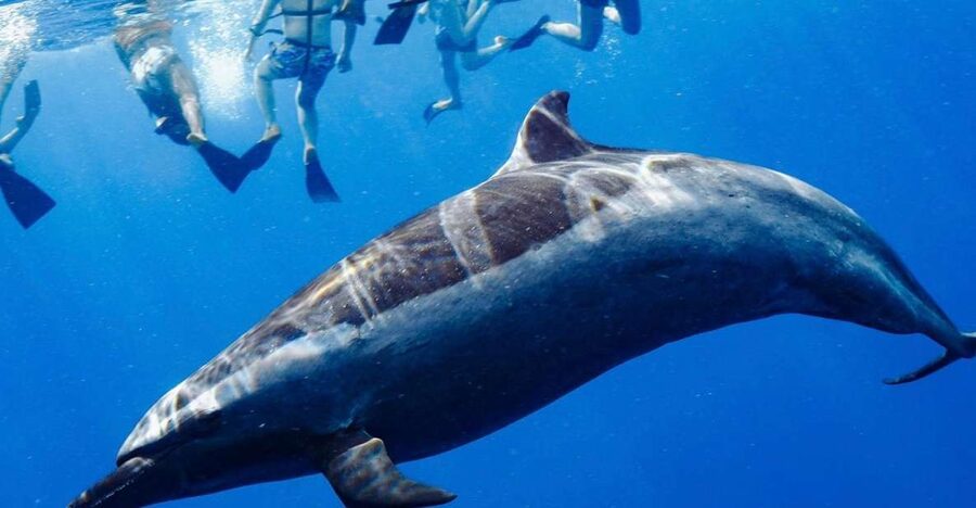 Oahu: Wild Dolphins Swim Turtle Snorkel Tour & Waterslide - Dolphin Swim: How the Fast Pace Affects Your Day