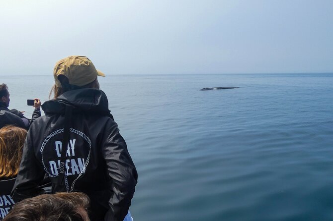 Observation of Dolphins and Whales with Marine Biologist in Arrábida - Dolphin and whale watching in Arrábida’s protected waters