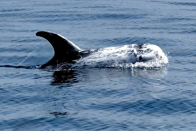 Observation of Dolphins and Whales with Marine Biologist in Arrábida - On-board marine biologist: what you learn (and how it changes the trip)