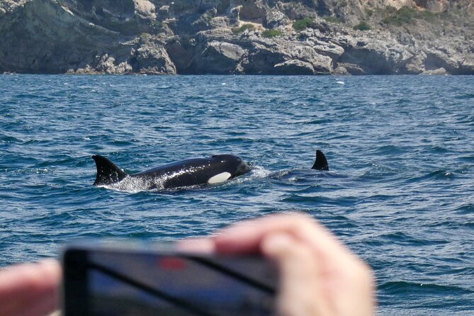 Observation of Dolphins and Whales with Marine Biologist in Arrábida - Boat ride comfort and what to bring with you
