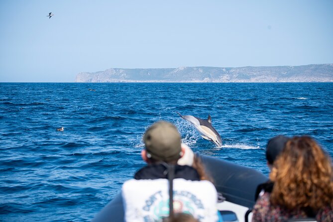 Observation of Dolphins and Whales with Marine Biologist in Arrábida - Who this tour is best for