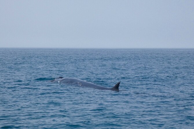 Observation of Dolphins and Whales with Marine Biologist in Arrábida - When to go and how weather affects your day