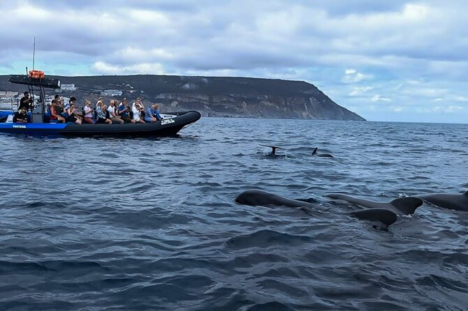 Observation of Dolphins and Whales with Marine Biologist in Arrábida - Your 3-hour game plan from Sesimbra