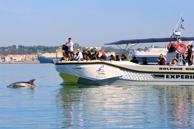 Observation of Dolphins in Setúbal - Your boat time: small groups, canopy comfort, and real sea-air