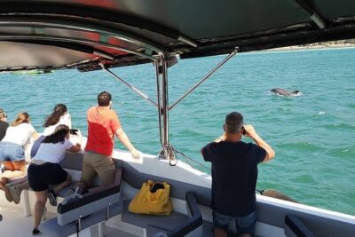 Observation of Dolphins in Setúbal - How the dolphin search actually works once you’re out there
