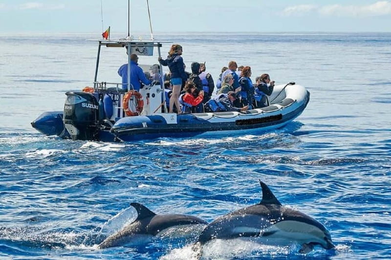 Observation of whales and dolphins in island Pico - Key Highlights I’d Plan Around