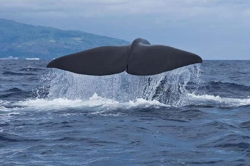 Observation of whales and dolphins in island Pico - First Things First: Where This Tour Happens on Pico