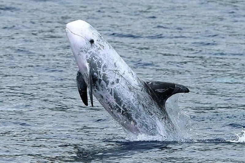 Observation of whales and dolphins in island Pico - The 3-Hour Flow: What Happens From Start to Finish