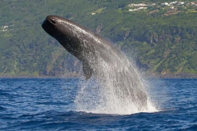 Observation of whales and dolphins in island Pico - Meeting at Avenida Marginal: Timing That Actually Matters