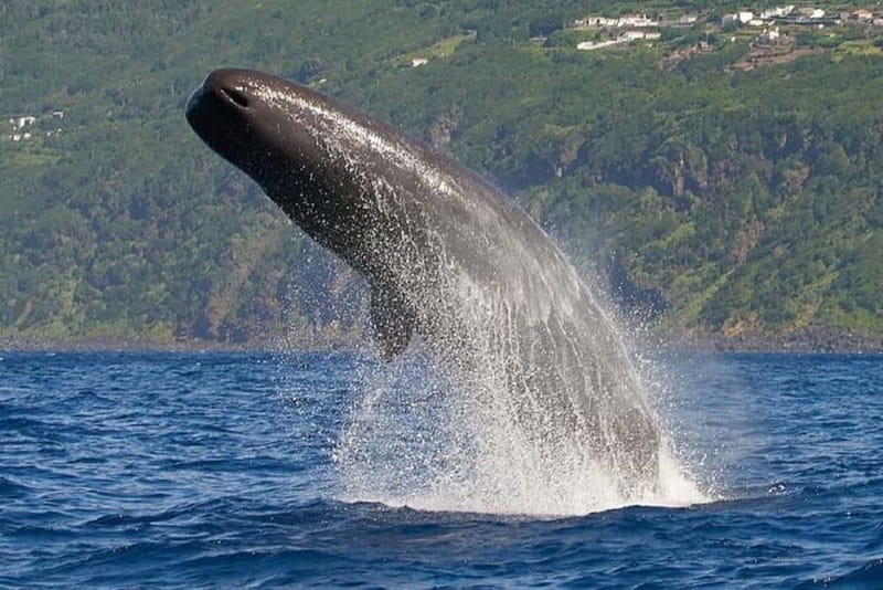 Observation of whales and dolphins in island Pico - Meeting at Avenida Marginal: Timing That Actually Matters