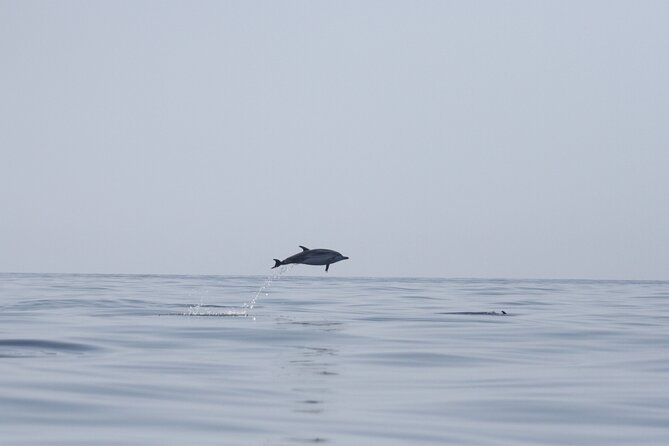 Observing Dolphins in Faro - From Doca de Faro to the waterline in 2.5 hours