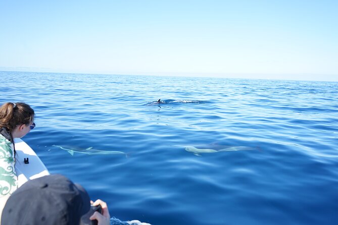 Observing Dolphins in Faro - Cruising the Ria Formosa: calm scenery first, then more open water