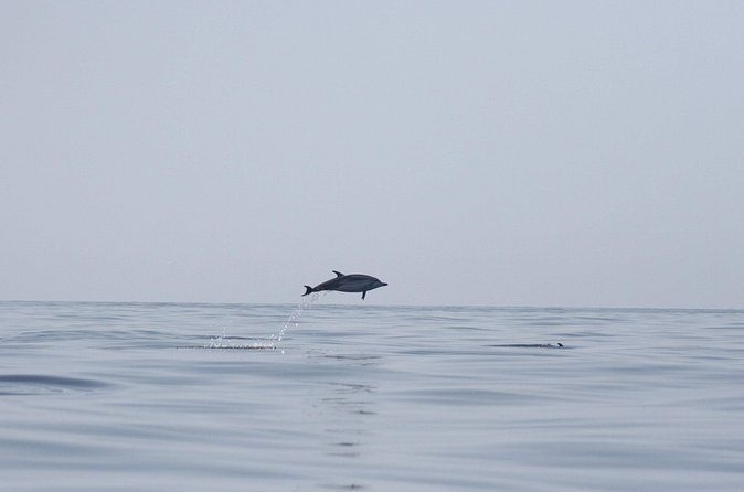 Observing Dolphins in Faro - Comfort and safety basics: what’s included on board
