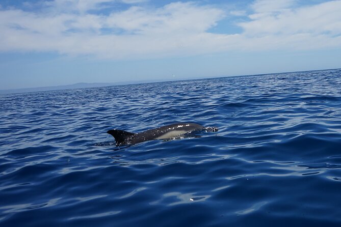 Observing Dolphins in Faro - Price value in Faro: $60.01 for guided wildlife time