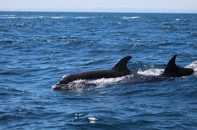 Observing Dolphins in Faro - Weather and timing: how to plan your day with the sea