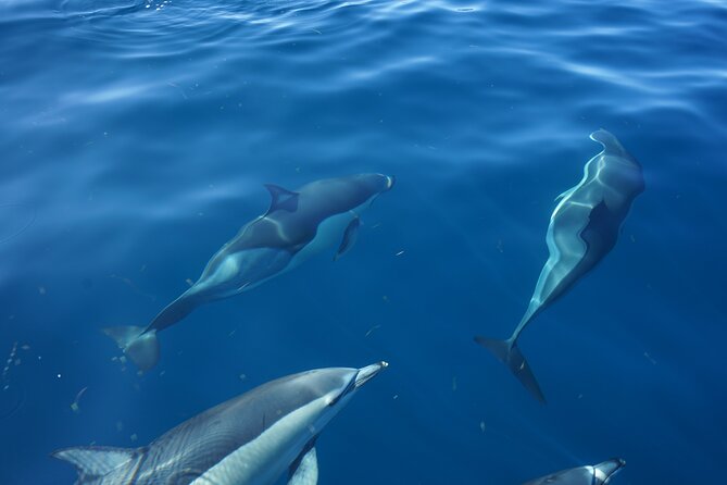 Observing Dolphins in Faro - The dolphin search: what “no guarantee” really means