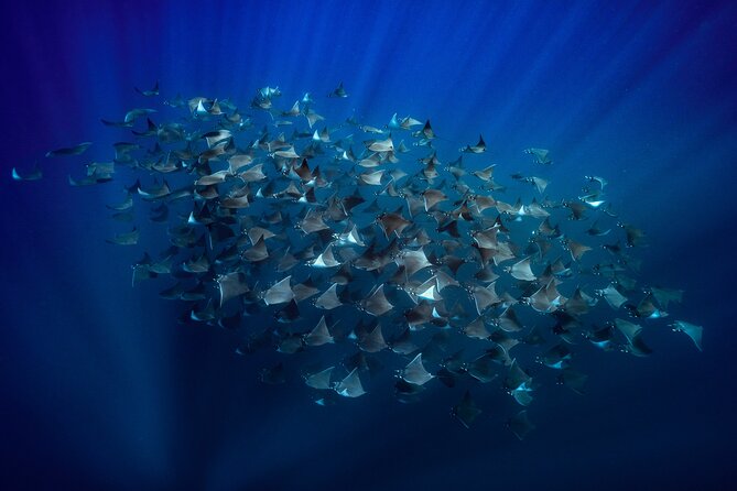 Ocean Safari: Sea Lions, Mobula Rays, Dolphins, Orcas & Whales - Key points to know before you go