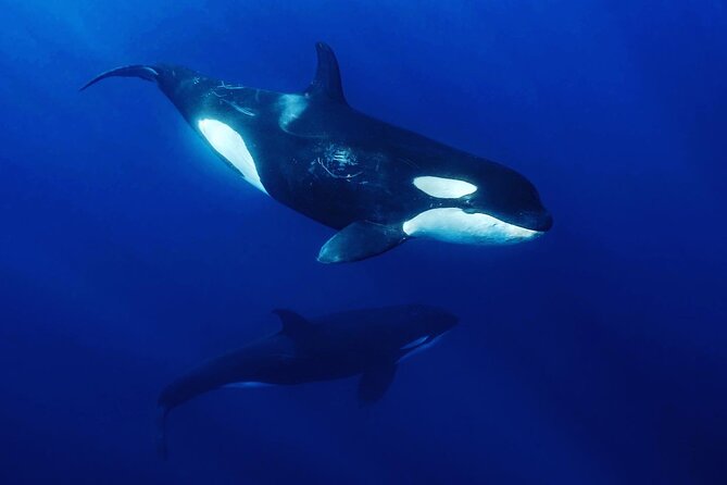 Ocean Safari: Sea Lions, Mobula Rays, Dolphins, Orcas & Whales - La Ventana: where your morning starts with open ocean