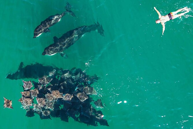 Ocean Safari: Sea Lions, Mobula Rays, Dolphins, Orcas & Whales - When orcas show up: great odds, not a daily thing