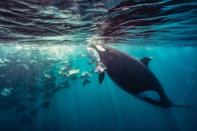 Ocean Safari: Sea Lions, Mobula Rays, Dolphins, Orcas & Whales - Whale watching: from humpbacks to blue whales