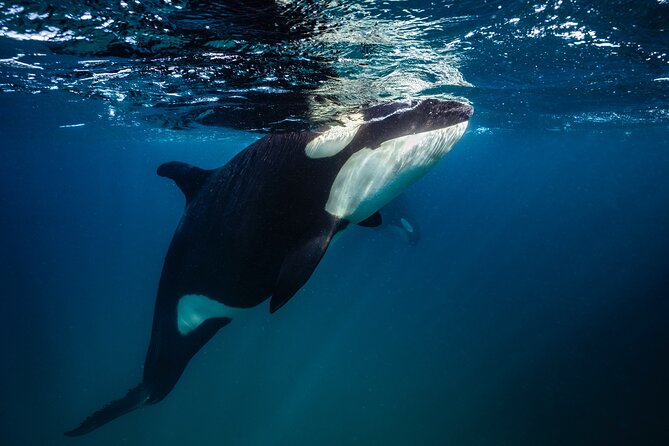 Ocean Safari: Sea Lions, Mobula Rays, Dolphins, Orcas & Whales - Crew focus: safety, animal respect, and spotting skills