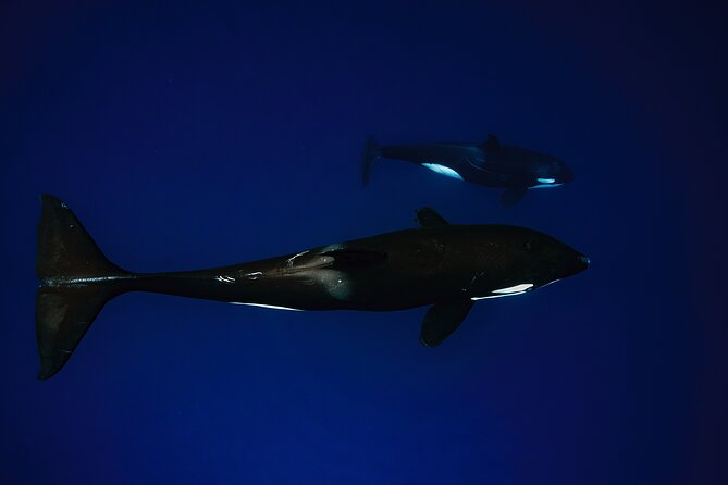Ocean Safari: Sea Lions, Mobula Rays, Dolphins, Orcas & Whales - Price and logistics: what $179.22 gets you