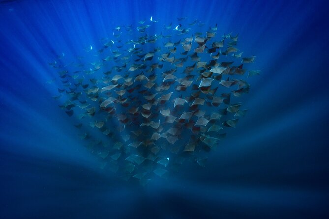 Ocean Safari: Sea Lions, Mobula Rays, Dolphins, Orcas & Whales - Who should book this safari in Baja