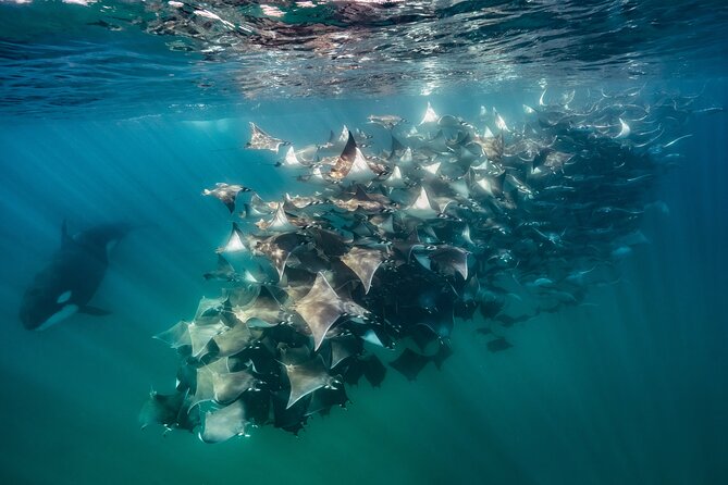 Ocean Safari: Sea Lions, Mobula Rays, Dolphins, Orcas & Whales - Snorkeling moments: mobula rays and dolphin pods