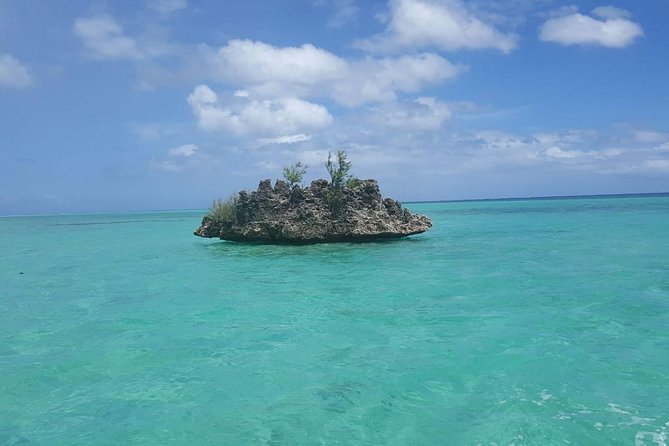 Ocean Swim with Dolphins - Key points before you pick a time