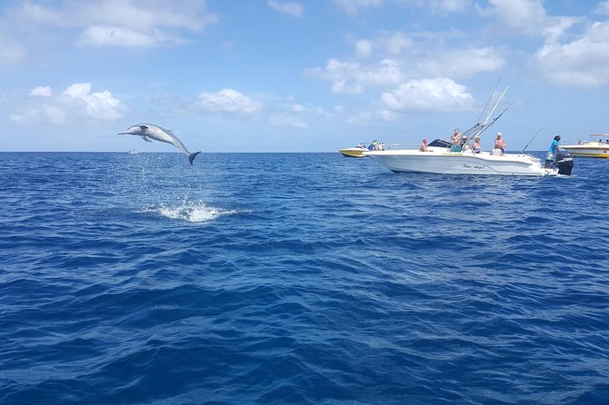 Ocean Swim with Dolphins - Ile aux Benitiers: the warm-up stop before the beach BBQ
