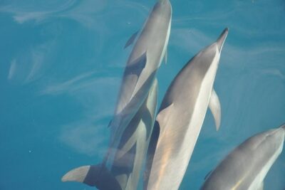 Ocean Swim with Dolphins - Dolphins first: boat viewing or in-water swim, and how to stay calm